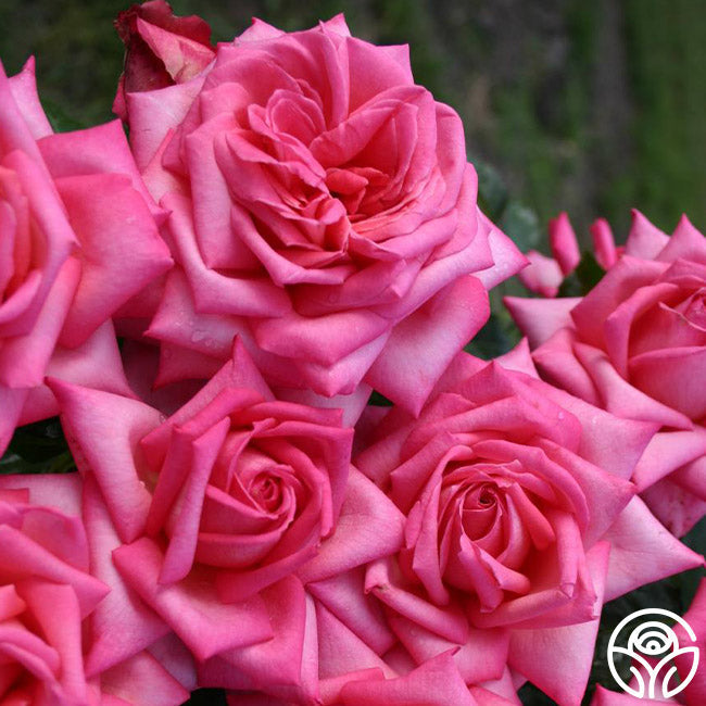 Rose - Eleganza Wedding Bells