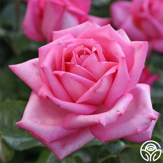 Rose - Eleganza Wedding Bells