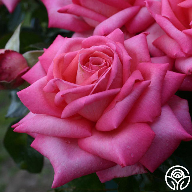 Rose - Eleganza Wedding Bells