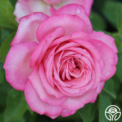 Rose - Eleganza Wedding Bells