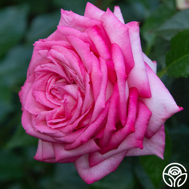 Rose - Eleganza Wedding Bells