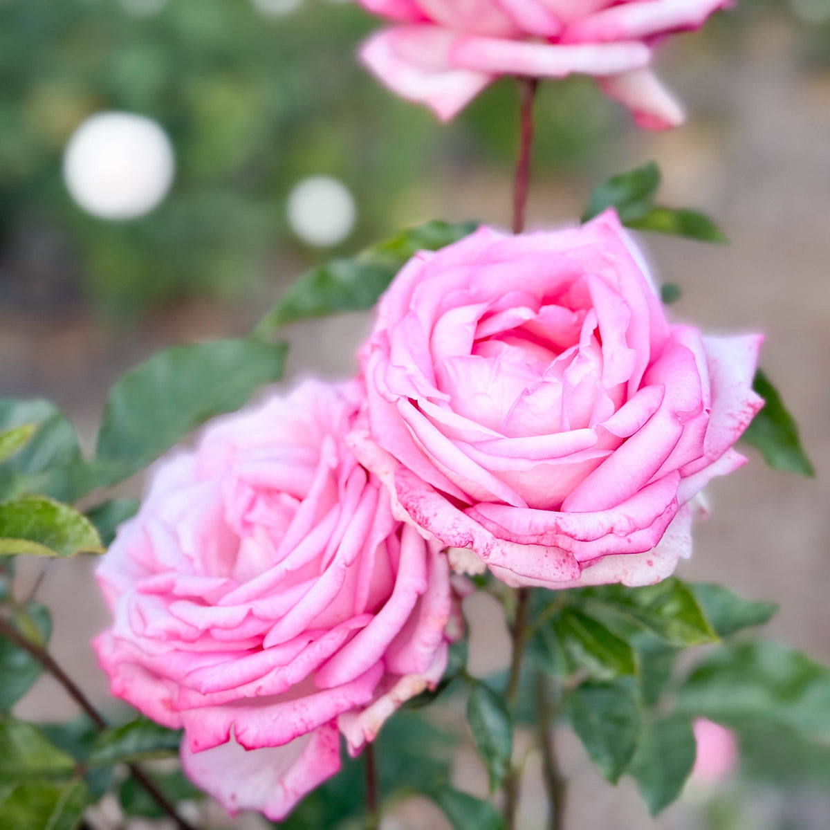 Rose - Eleganza Wedding Bells