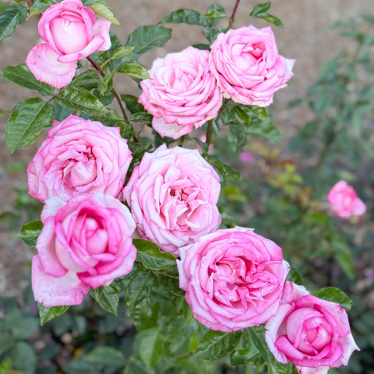 Rose - Eleganza Wedding Bells