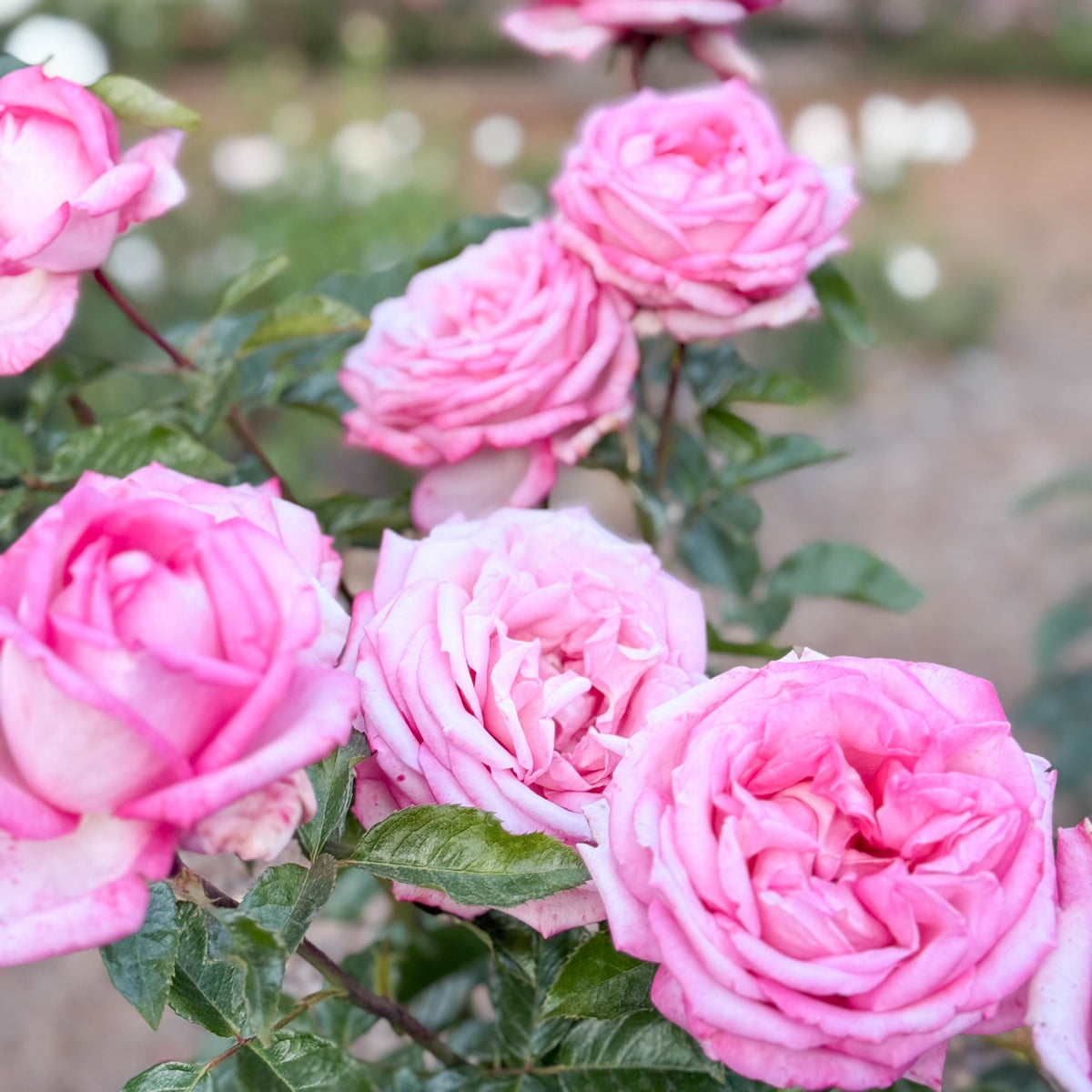 Rose - Eleganza Wedding Bells