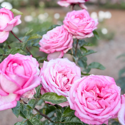 Rose - Eleganza Wedding Bells
