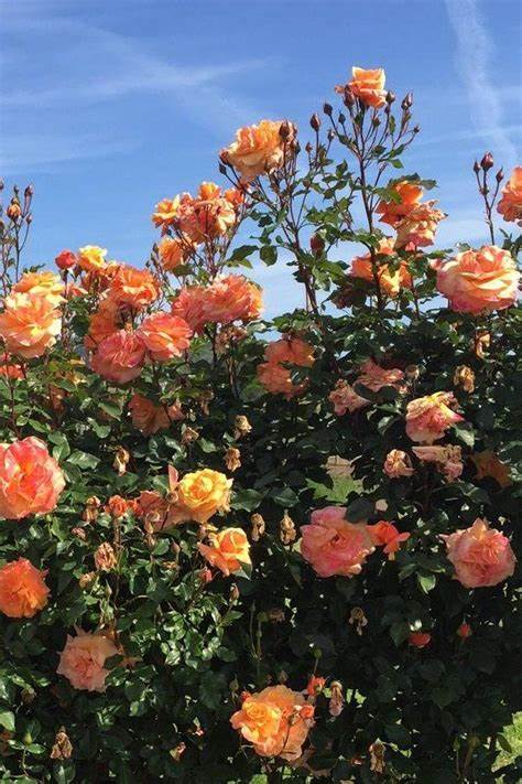 Rose - Climbing - Tangerine Skies