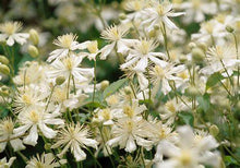 Load image into Gallery viewer, Clematis &#39;Fargesioides&#39; AKA &#39;Summer Snow&#39; AKA &#39;Paul Farges&#39;

