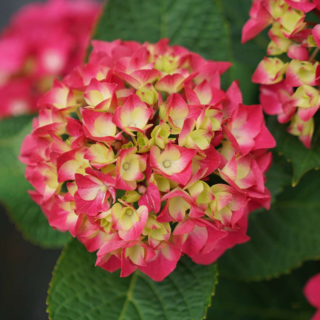 Bigleaf Hydrangea - WEE BIT GIDDY