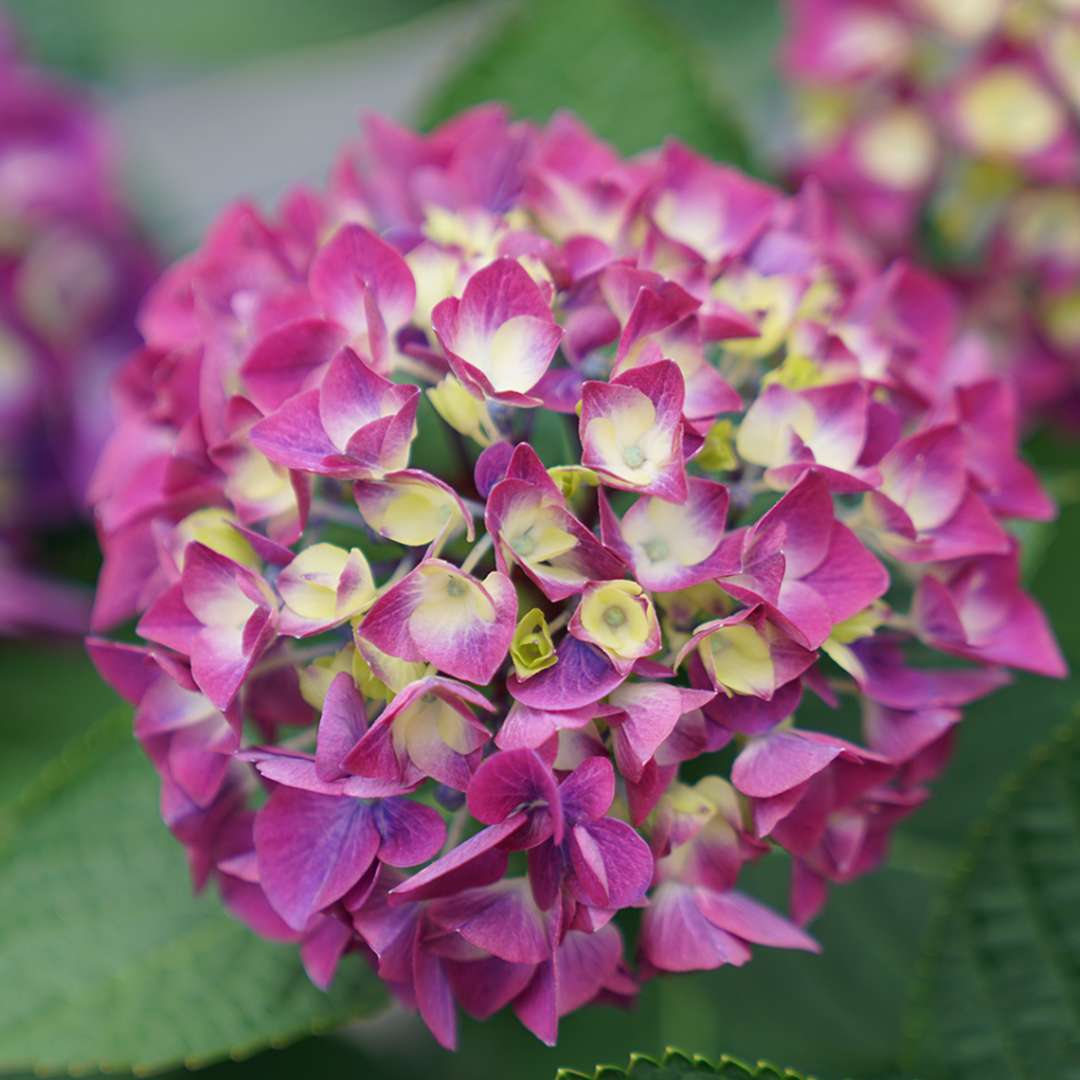 Bigleaf Hydrangea - WEE BIT GIDDY