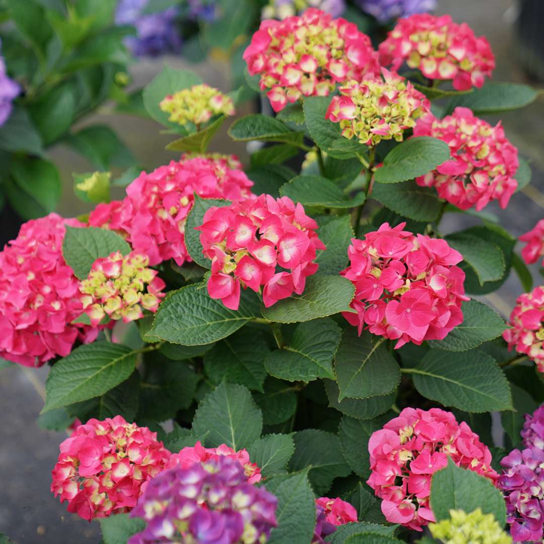 Bigleaf Hydrangea - WEE BIT GIDDY