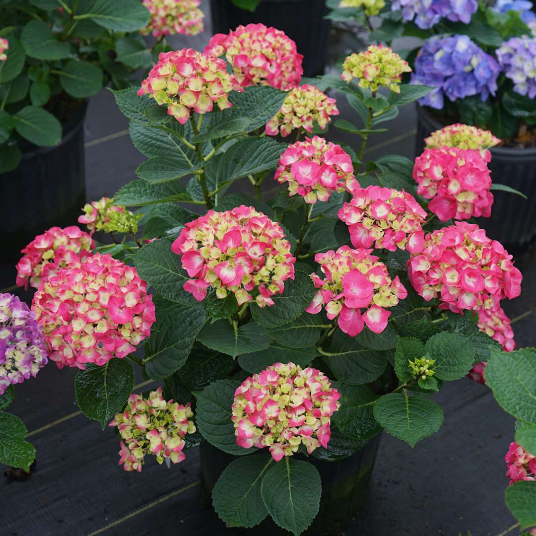Bigleaf Hydrangea - WEE BIT GIDDY