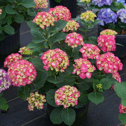 Bigleaf Hydrangea - WEE BIT GIDDY