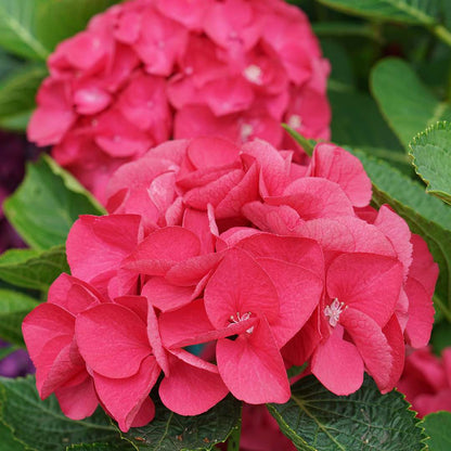 Bigleaf Hydrangea - WEE BIT GIDDY