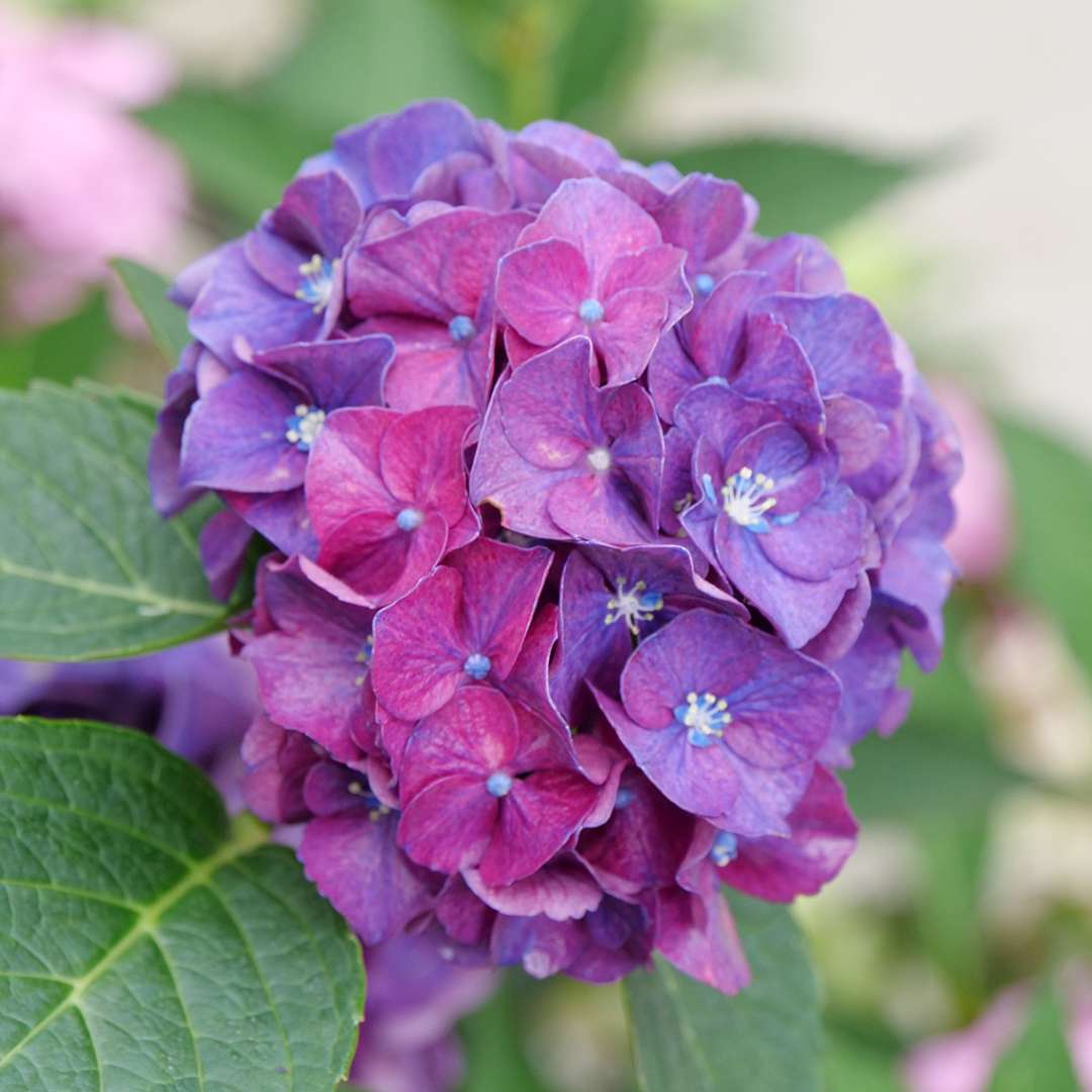 Bigleaf Hydrangea - WEE BIT GRUMPY