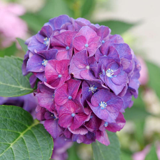 Bigleaf Hydrangea - WEE BIT GRUMPY