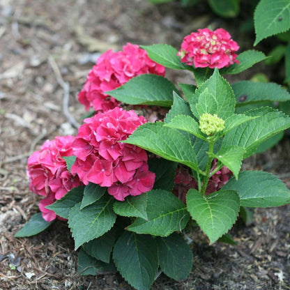 Bigleaf Hydrangea - WEE BIT GRUMPY