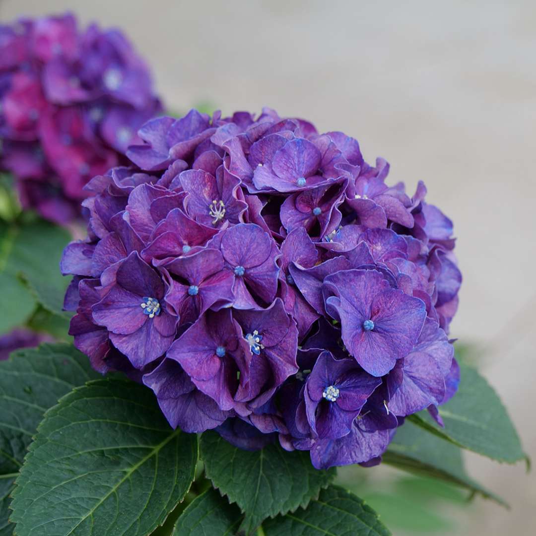 Bigleaf Hydrangea - WEE BIT GRUMPY