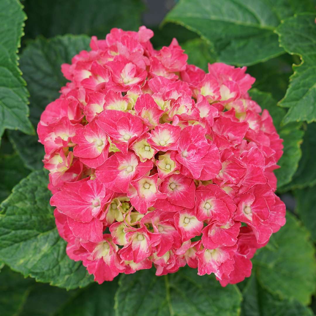 Bigleaf Hydrangea - WEE BIT GRUMPY