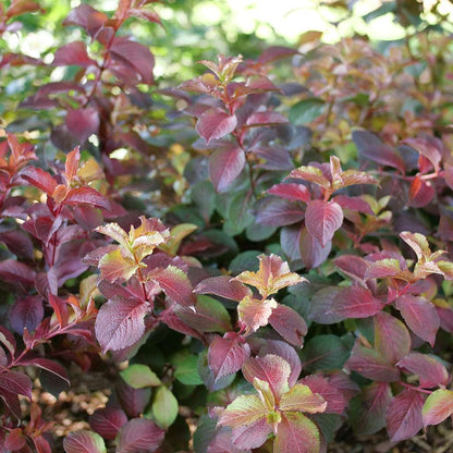 Weigela  'Verweig9'