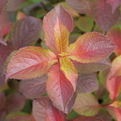 Weigela  'Verweig9'