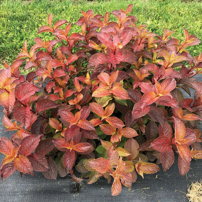 Weigela  'Verweig9'