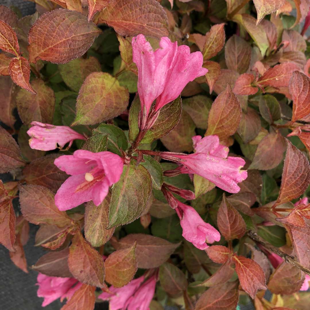Weigela  'Verweig9'