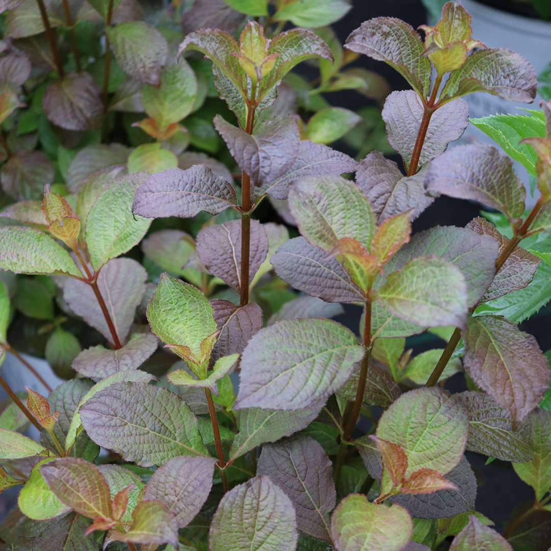 Weigela  'Verweig9'