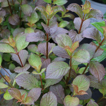 Weigela  'Verweig9'