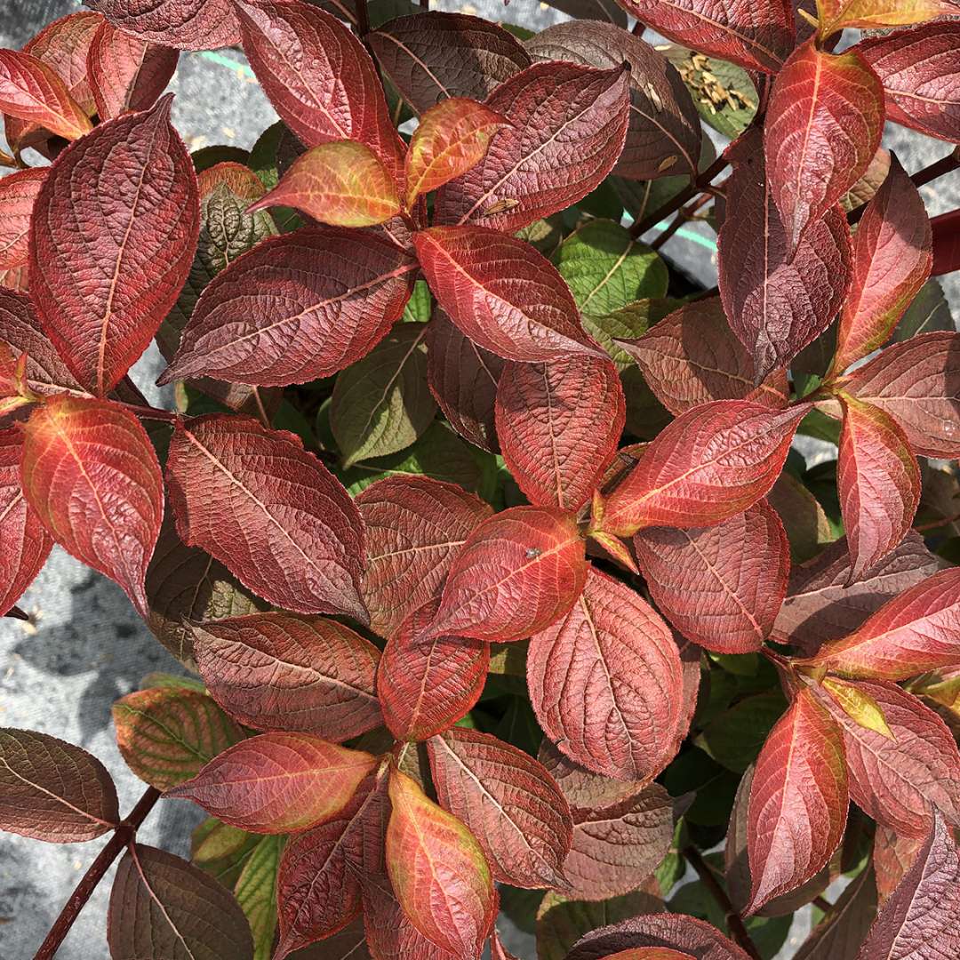 Weigela  'Verweig9'