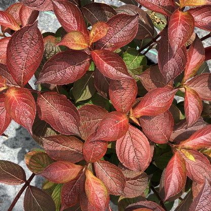 Weigela  'Verweig9'