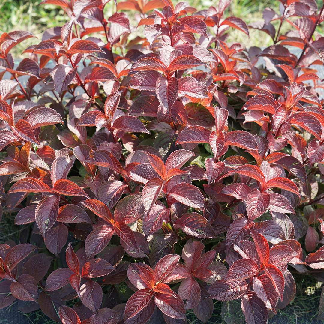 Weigela  'Verweig9'