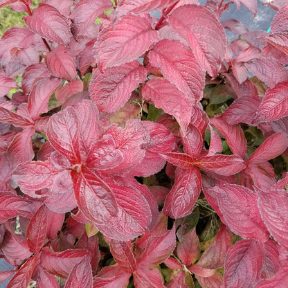 Weigela  'Verweig9'