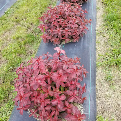 Weigela  'Verweig9'
