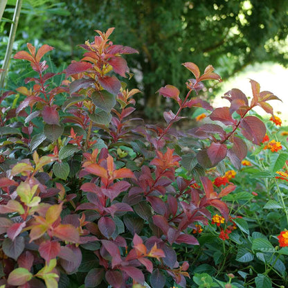 Weigela  'Verweig9'