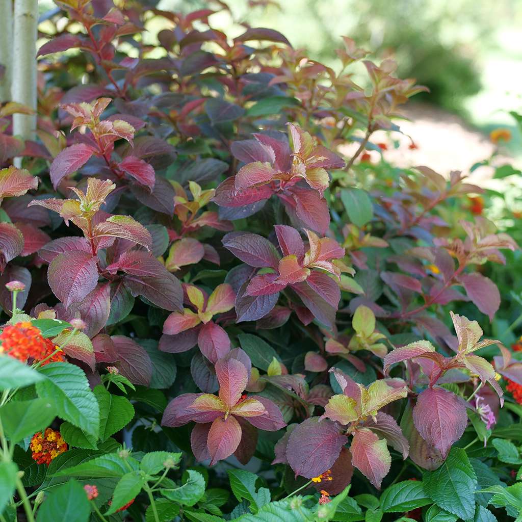 Weigela  'Verweig9'