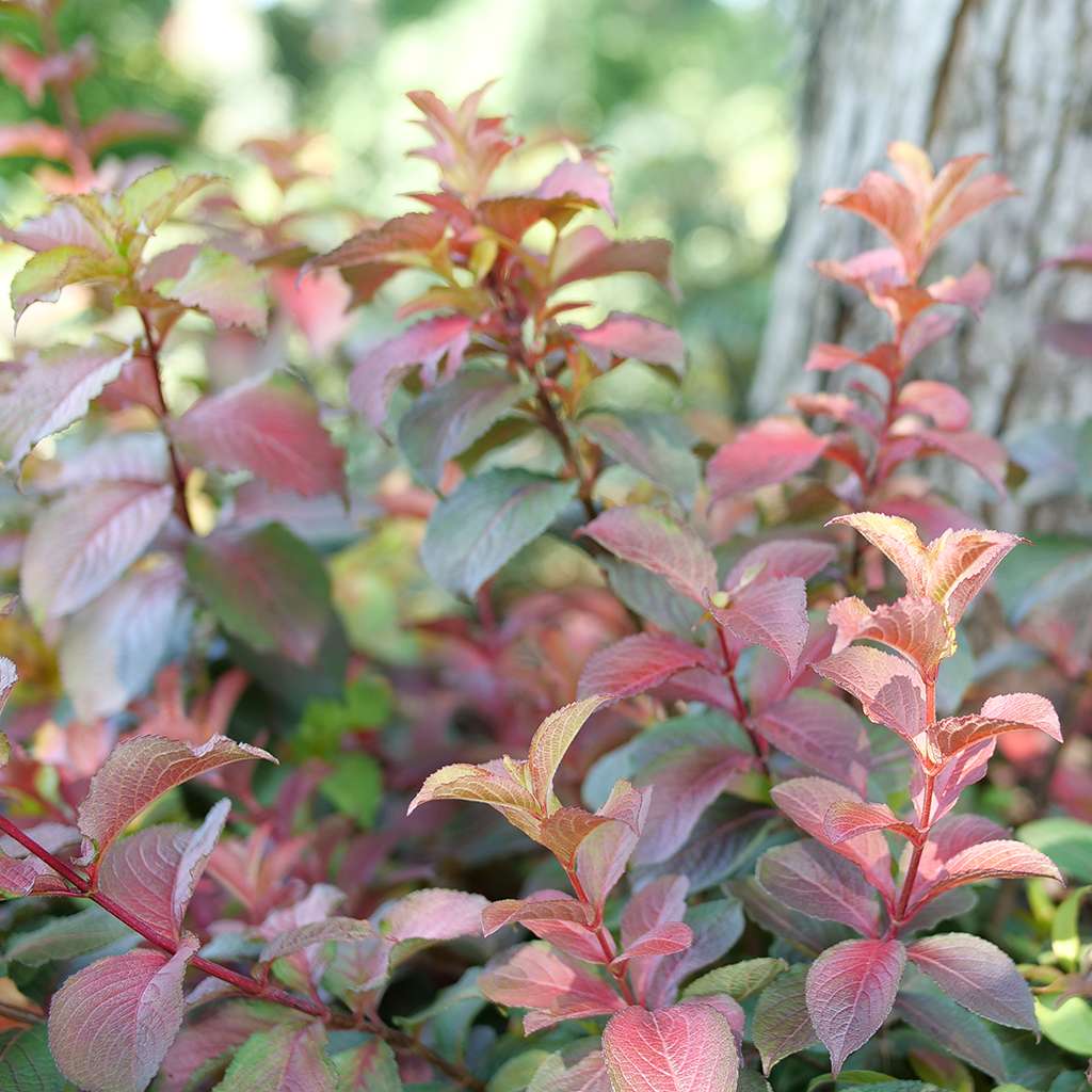Weigela  'Verweig9'