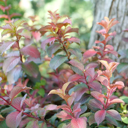 Weigela  'Verweig9'