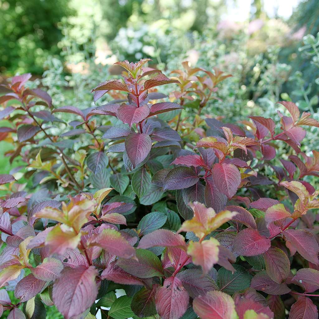 Weigela  'Verweig9'