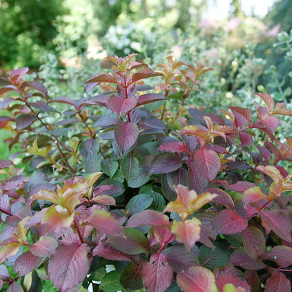 Weigela  'Verweig9'