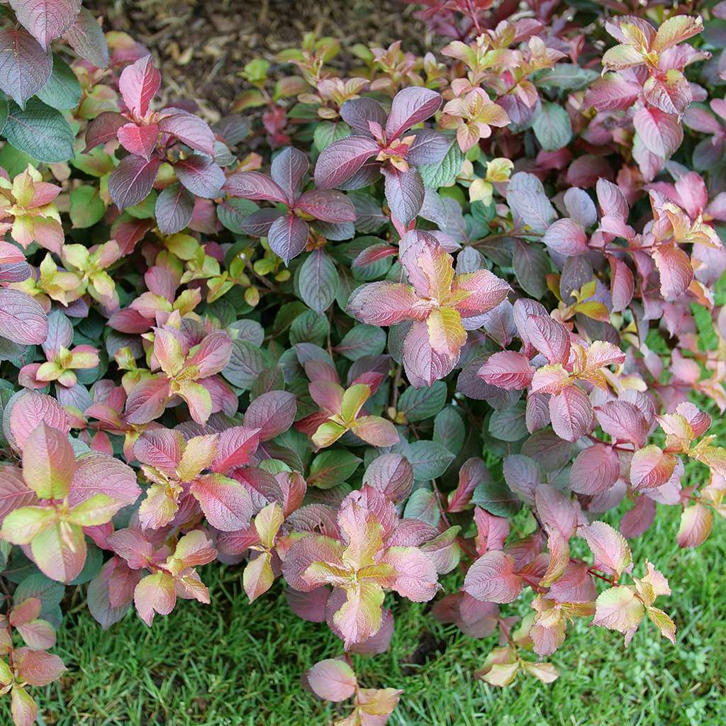 Weigela  'Verweig9'