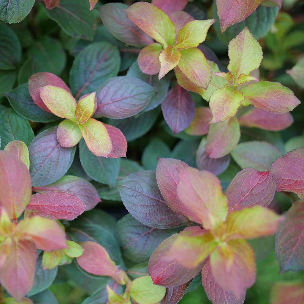 Weigela  'Verweig9'