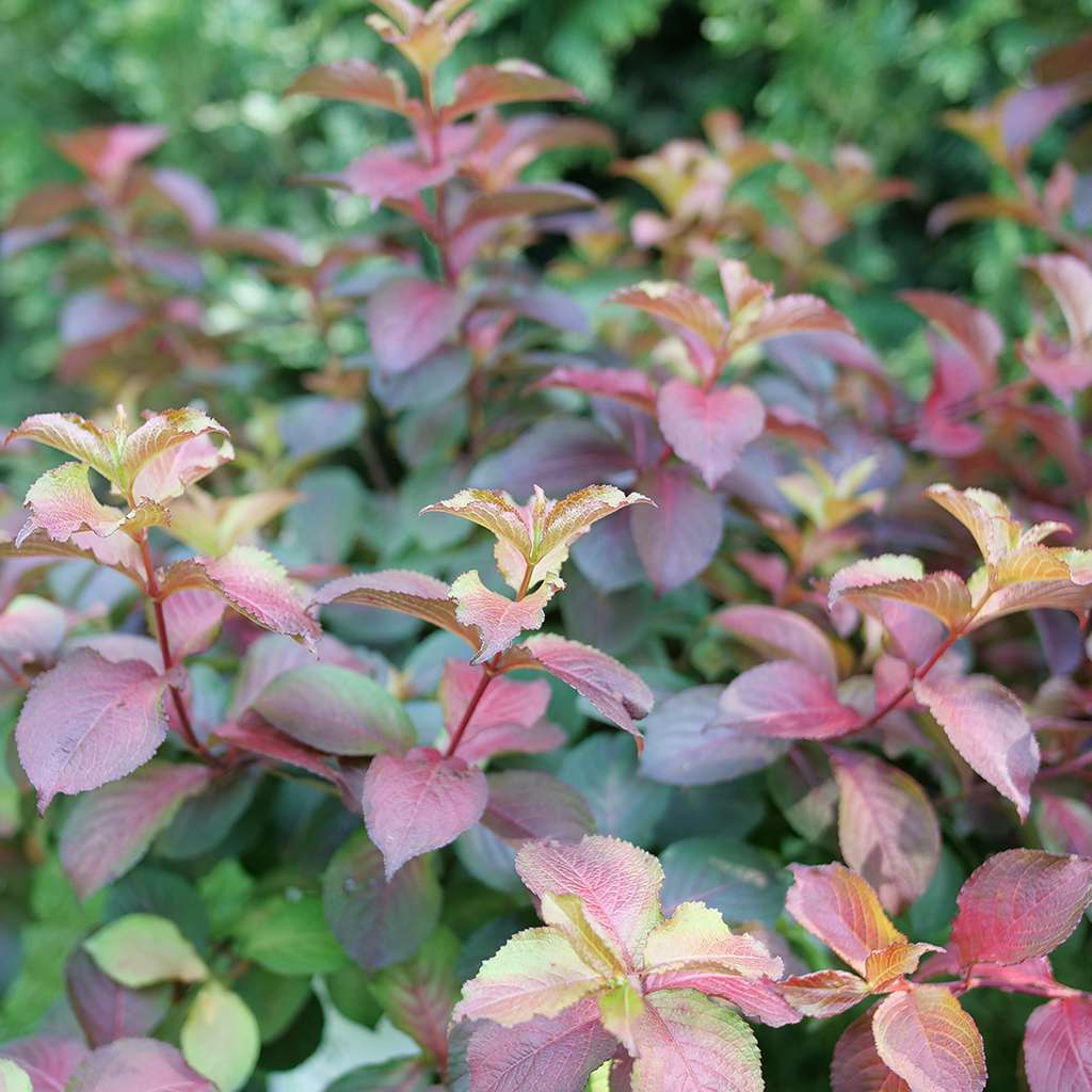 Weigela  'Verweig9'