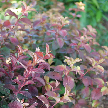 Weigela  'Verweig9'