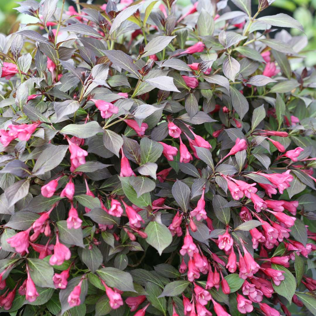 Weigela 'SMNWFMS'