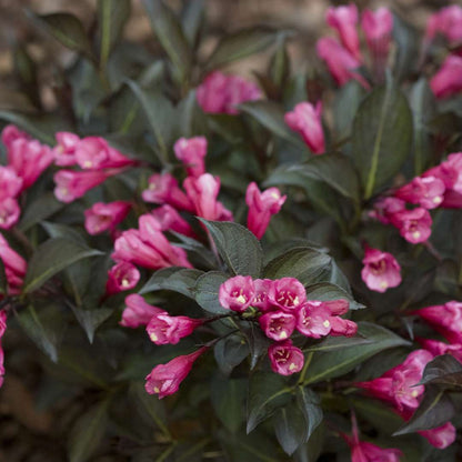 Weigela 'SMNWFMS'