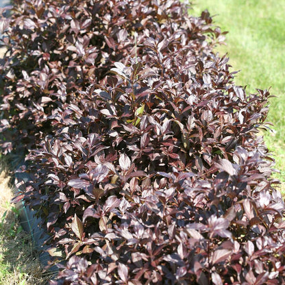 Weigela 'SMNWFMS'