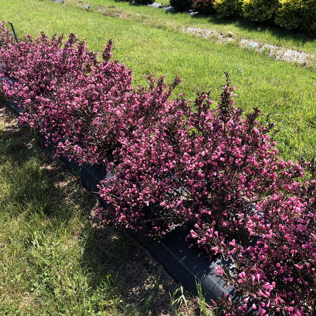 Weigela 'SMWFDFPD'