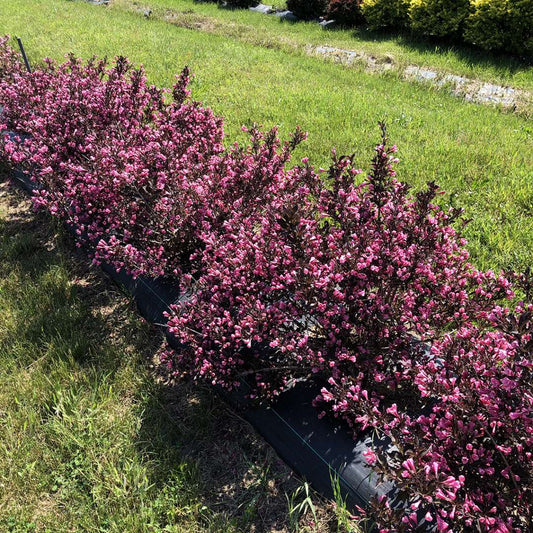 Weigela 'SMWFDFPD'