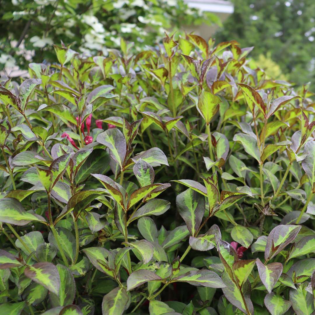 Weigela 'SMNWFBGV'