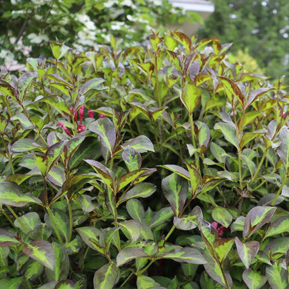 Weigela 'SMNWFBGV'